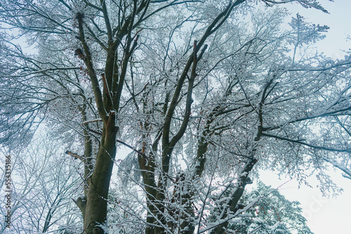 snow covered trees © Oksana
