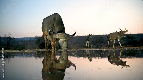 An African buffalo drinking at a water hole with zebras in the background with a beautiful evening sky in South Africa
