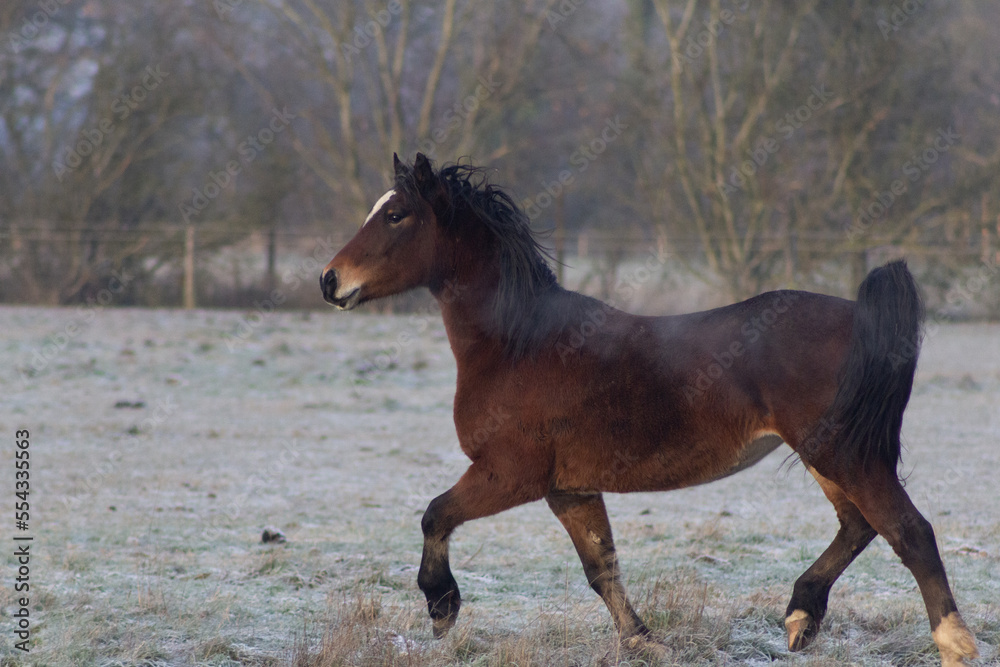 Greenwing section D welsh cob horse trotting around her frosty field Greenwing section D welsh cob horse trotting around her frosty field