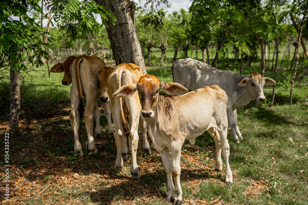 cows in stable cows in stable