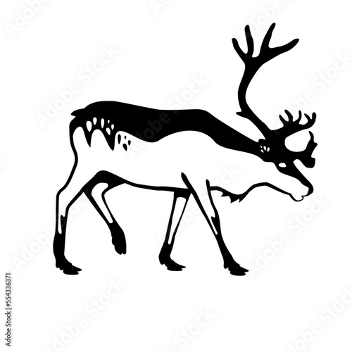 Canada species at risk: Perry Caribou (ID: 554336371)