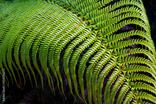 Close-up of a fern leaf in the lush environment of Hawaii's Volcanoes National Park; Hawaii Island, Hawaii, United States of America photo