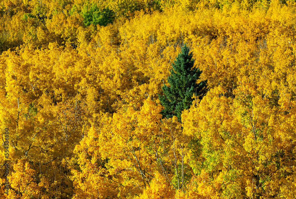 Colourful fall trees on a hillside with blue sky and clouds; Calgary, Alberta, Canada