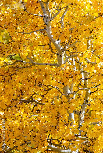 Close up of glowing yellow leaves on a white trunk tree in the fall; Calgary, Alberta, Canada photo