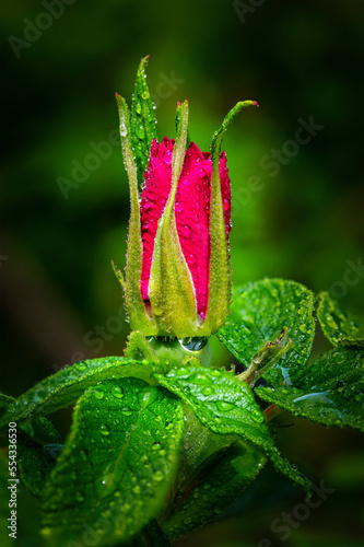 Close up of an early rose bud on the bush with water droplets; Calgary, Alberta, Canada