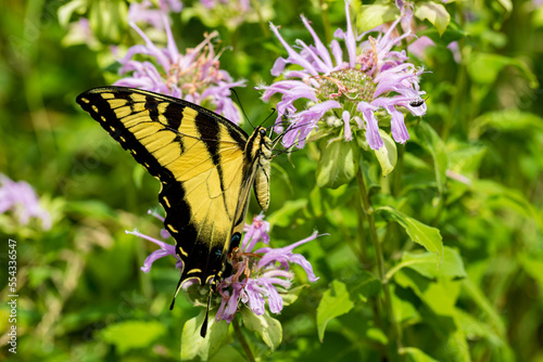 Closeup of Eastern Tiger Swallowtail butterfly on bee balm wildflower. Insect and nature conservation, habitat preservation, and backyard flower garden concept.