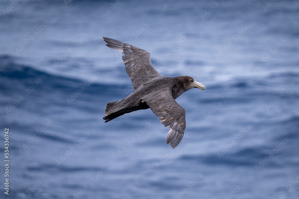 Southern giant petrel (Macronectes giganteus) soars over blue Southern Ocean; Antarctica Southern giant petrel (Macronectes giganteus) soars over blue Southern Ocean; Antarctica