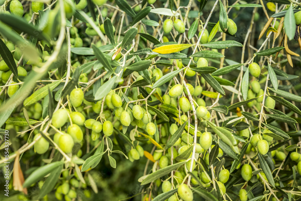 Close-up of green olives on a tree in the picturesque medieval town given over to artists known as Groznjan; Groznjan, Istria, Croatia Close-up of green olives on a tree in the picturesque medieval town given over to artists known as Groznjan; Groznjan, Istria, Croatia