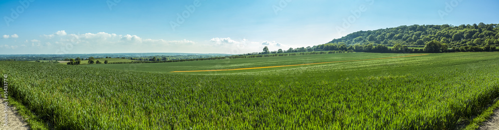 © Designpics - Tall green grasses in a field; Meopham, Kent, England