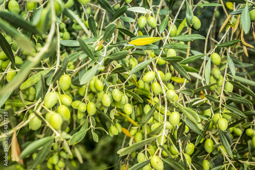 Close-up of green olives on a tree in the picturesque medieval town given over to artists known as Groznjan; Groznjan, Istria, Croatia photo