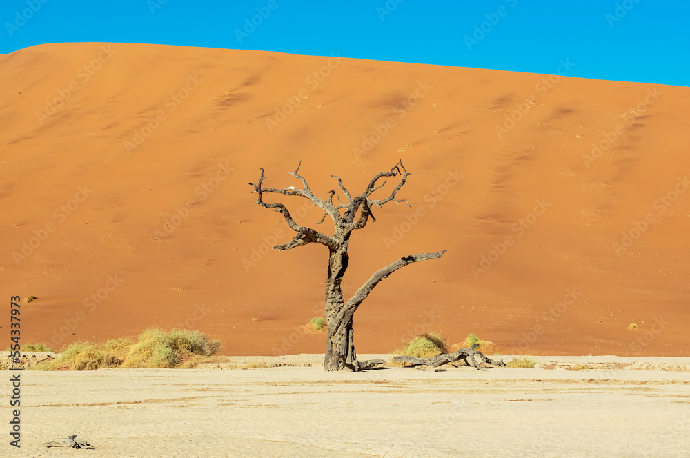 Deadvlei, a white clay pan surrounded by the highest sand dunes in the world, Namib Desert; Namibia Deadvlei, a white clay pan surrounded by the highest sand dunes in the world, Namib Desert; Namibia