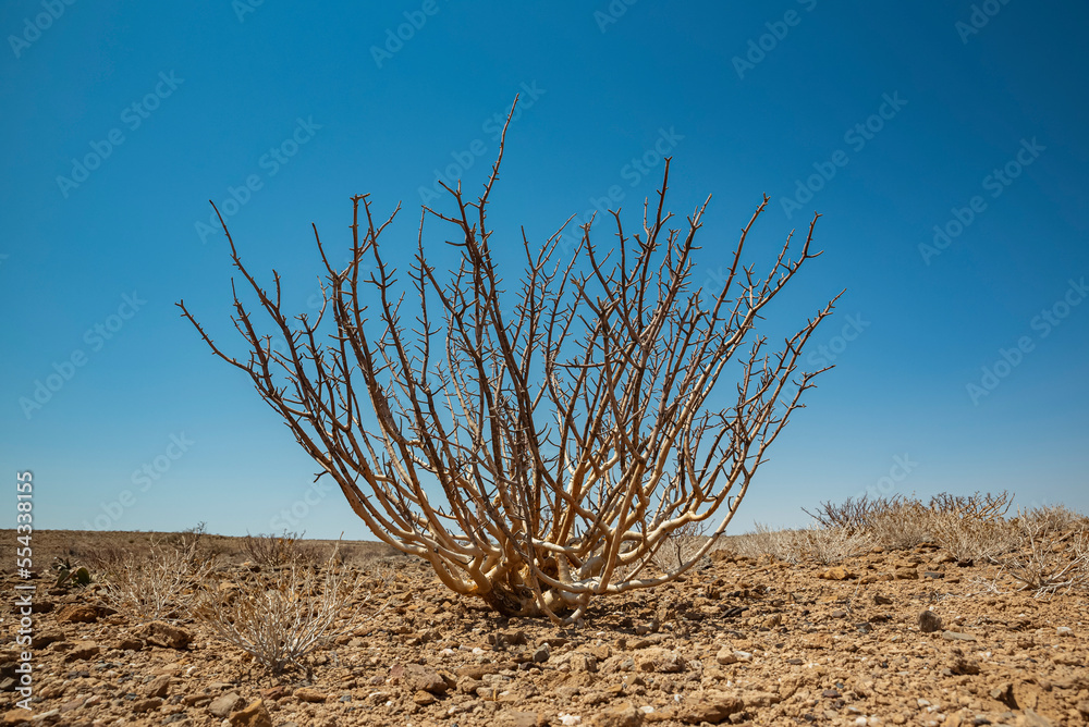 © Designpics - Plant, Damaraland; Kunene Region, Namibia