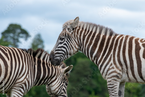 Side view of a Grevys zebra  equus grevyi 