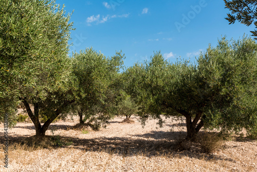 Olive trees (Olea europaea) in an orchard against a blue sky on a sunny day in Benissanet; Catalonia, Tarragona, Spain photo