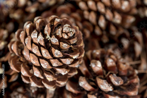 Detail of pine cones; Benissanet, Catalonia, Tarragona, Spain photo