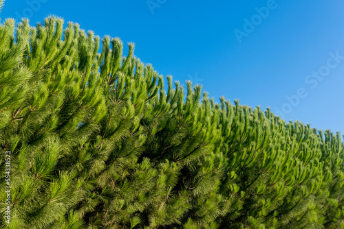 Close-up of a row of pine trees (Pinus) in an orchard against a blue sky on a sunny day in Benissanet; Catalonia, Tarragona, Spain photo