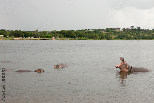 Several hippopotamuses wade in the water of the Victoria Nile River while one yawns.; Victoria Nile River, Murchison Falls National Park, Uganda photo