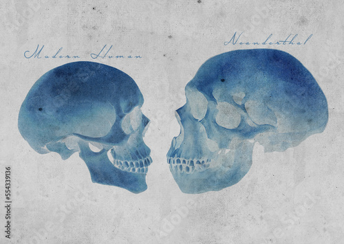 Foto Neanderthals Archaic Extinct Human Skull Vs Modern Human Skull Comparison Art