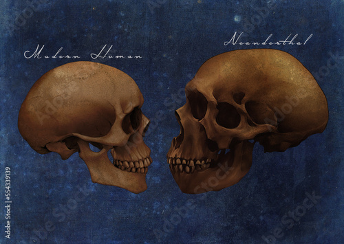 Φωτογραφία Neanderthals Archaic Extinct Human Skull Vs Modern Human Skull Comparison Art