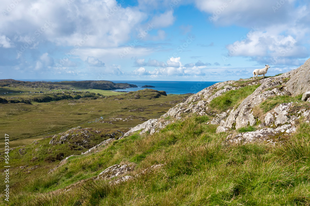 A lone sheep (Ovis aries) stands on rugged rocky landscape on Isle of Iona, Scotland; Iona, Scotland A lone sheep (Ovis aries) stands on rugged rocky landscape on Isle of Iona, Scotland; Iona, Scotland