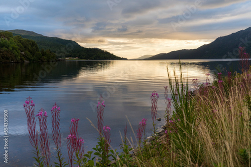 Rosebay Willowherb (Chamaenerion angustifolium) is illuminated by the sunrise over the lake, Loch Ness, Scotland; Fort Augustus, Scotland photo