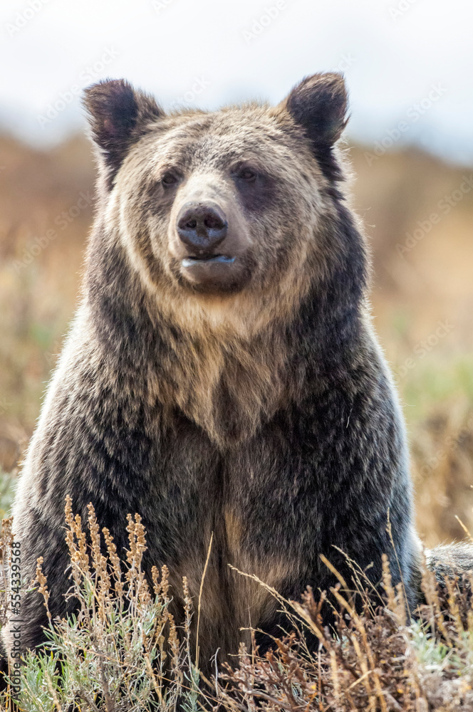 Portrait of an American Brown Bear sitting in sagebrush, Yellowstone National Park; United States of America Portrait of an American Brown Bear sitting in sagebrush, Yellowstone National Park; United States of America