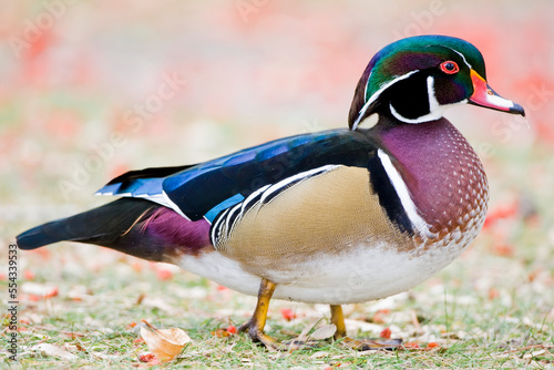 Portrait of a colorful drake wood duck (Aix sponsa) walking on the grass in Sacajawea Park; Montana, United States of America photo
