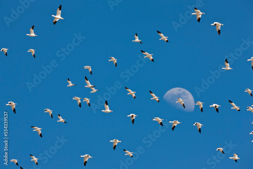 Flock of Ross's geese (Chen rossii) flying in the air with the waxing gibbous moon visible against a blue sky in Harney County; Oregon, United States of America photo