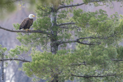 Bald eagle (Haliaeetus leucoclephalus) perched in a White pine tree (Pinus strobus) looking out; United States of America