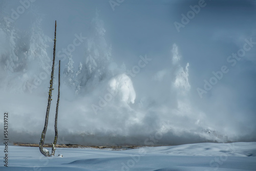 Winter beauty at West Thumb Geyser Basin with steam and snowy Lodgepole pines (Pinus contorta) in Yellowstone National Park; Wyoming, United States of America photo