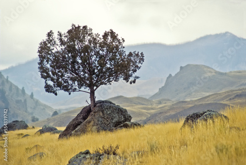 This split rock created a good growing environment for this Juniper tree, Yellowstone National Park; United States of America photo