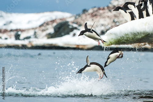 Adelie penguins (Pygoscelie adeliae) jumping off an iceberg into the Southern Ocean; Antarctica