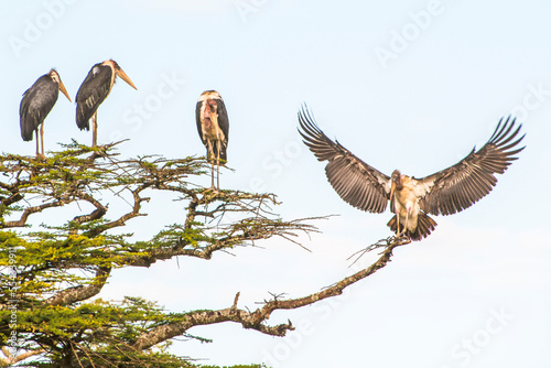 Marabou storks (Leptoptilos crumeniferus) standing on treetop, one stork stretching out its wings in the Serengeti National Park; Tanzania photo