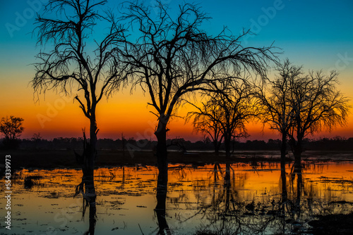 Silhouette of a row of dead trees with the sunset reflecting its orange glow in the river; Okavango Delta, Africa photo