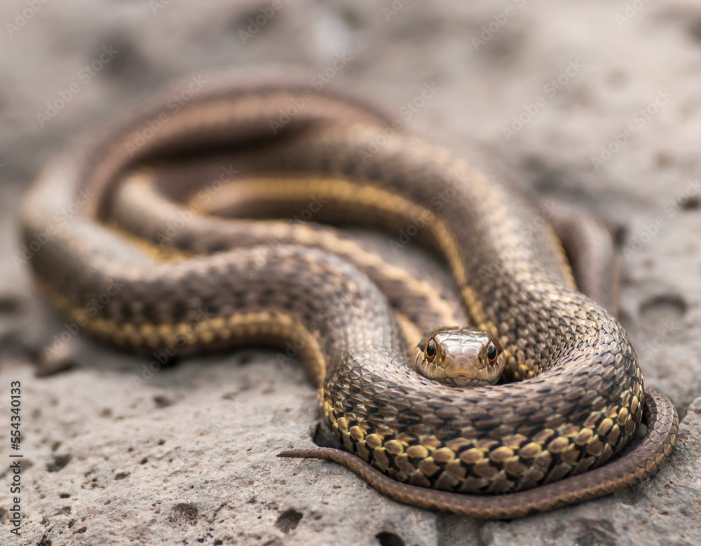 A coiled garter snake, Thamnophis elegans, looking at the camera. A coiled garter snake, Thamnophis elegans, looking at the camera.