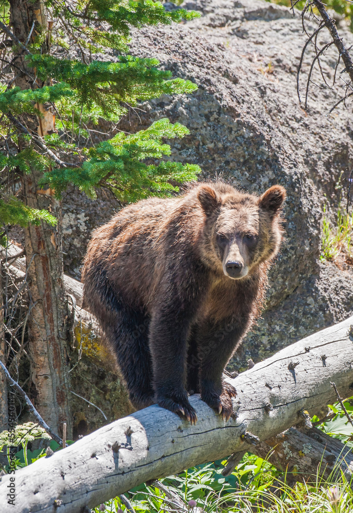 Portrait of a brown bear (Ursus arctos) standing on a fallen tree log in the forest; Yellowstone National Park, United States of America Portrait of a brown bear (Ursus arctos) standing on a fallen tree log in the forest; Yellowstone National Park, United States of America