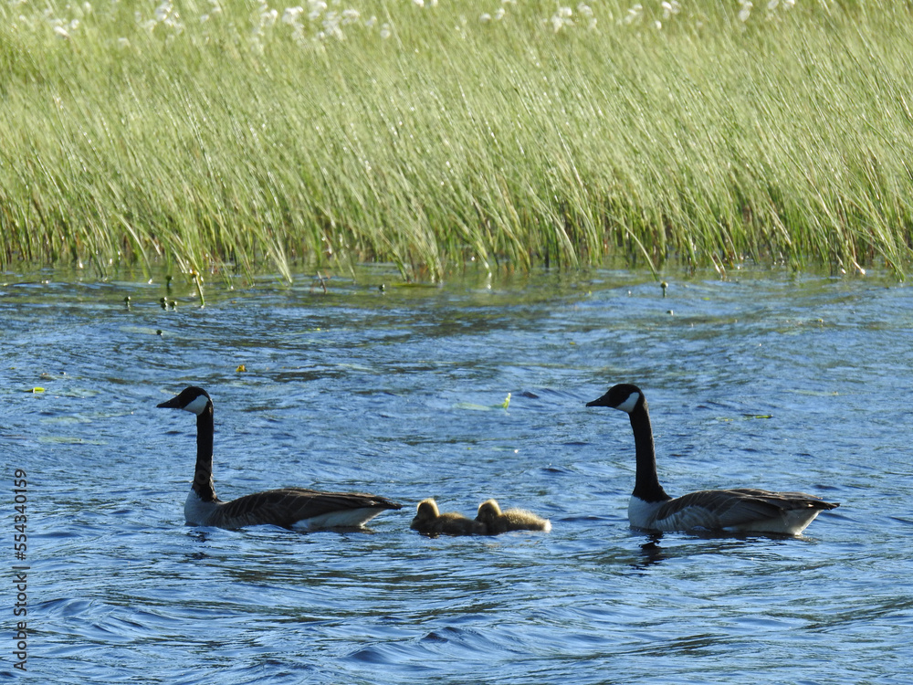 Kanadagänse in einem See nahe Kopparberg, Örebro län, Schweden Kanadagänse in einem See nahe Kopparberg, Örebro län, Schweden