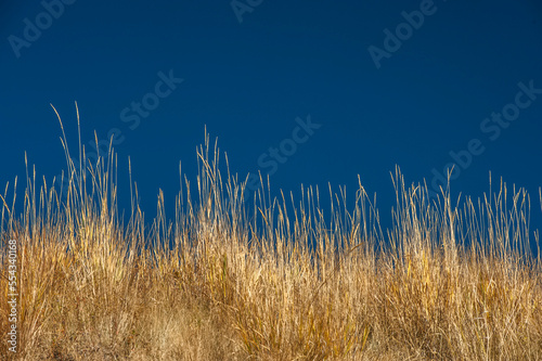 Close-up of yellow long grass and a vivid blue sky; Montana, United States of America photo