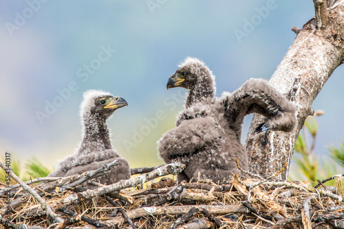 Close-up portrait of two bald eagle eaglet, chicks (Haliaeetus leucocephalus) bonding in the nest; Minnesota, United States of America