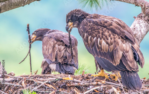 Close-up of two juvenile bald eagles (Haliaeetus leucocephalus) carrying twigs in their beaks standing in the nest; Minnesota, United States of America photo
