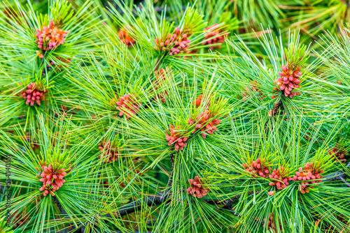 Close-up of pine needles and flower cone clusters on a white pine tree (Pinus strobus); United States of America photo