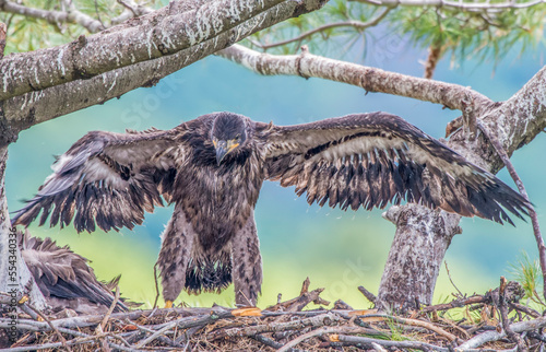 Portrait of a juvenile bald eagle (Haliaeetus leucocephalus) standing in the nest stretching its wings; Minnesota, United States of America