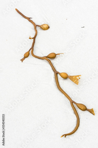 Abstract pattern of a strand of brown kelp (Laminariales) buried in the icy, white sand; Falkland Islands, Antarctica photo