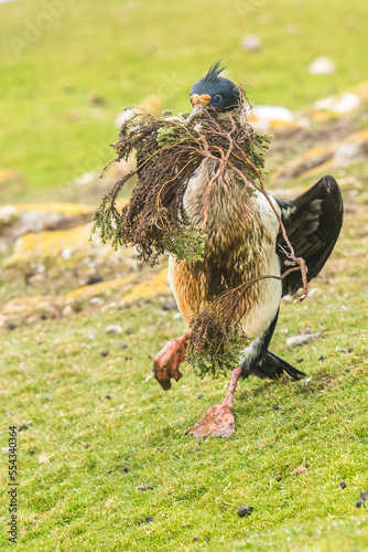 A blue-eyed shag (Phalacrocorax atriceps) proudly walking on the grass towards its nest carrying hard-found twigs and nesting material in its mouth; Falkland Islands, Antarctica