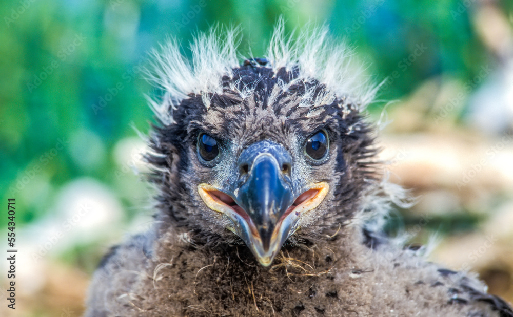 Close-up portrait of a bald eagle chick (Haliaeetus leucocephalus) looking at camera; United States of America
