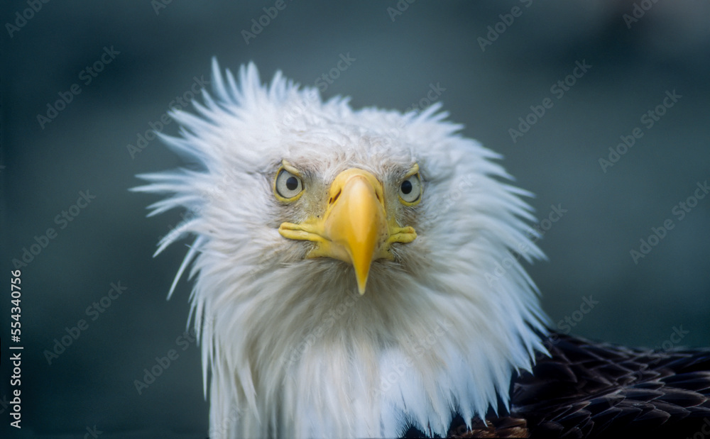 Close-up portrait of an American bald eagle (Haliaeetus leucocephalus) with wind ruffled feathers; Alaska, United States of America Close-up portrait of an American bald eagle (Haliaeetus leucocephalus) with wind ruffled feathers; Alaska, United States of America
