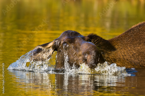 Close-up of a moose (Alces alces) at sunset, splashing and submerging head in a pond to collect aquatic plants at the bottom; Alaska, United States of America photo