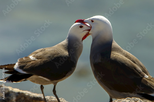 Heermann's gulls, Larus heermanni, in courtship. photo