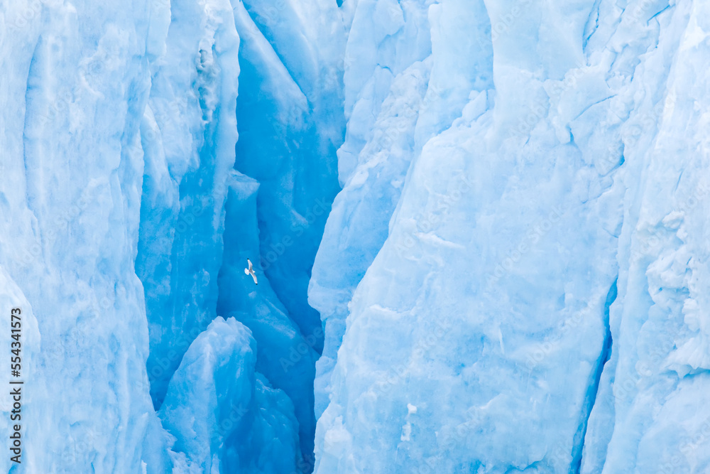 A kittiwake flying against a blue glacier. A kittiwake flying against a blue glacier.
