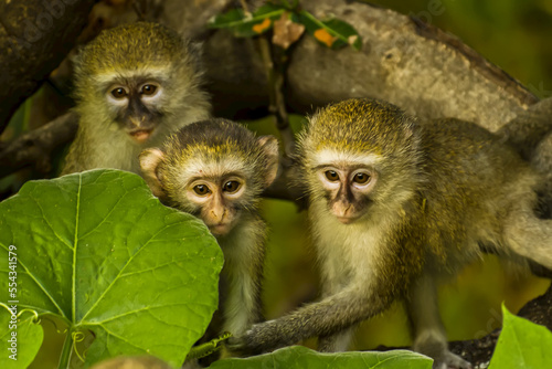Three vervet monkeys in a leafy tree. photo